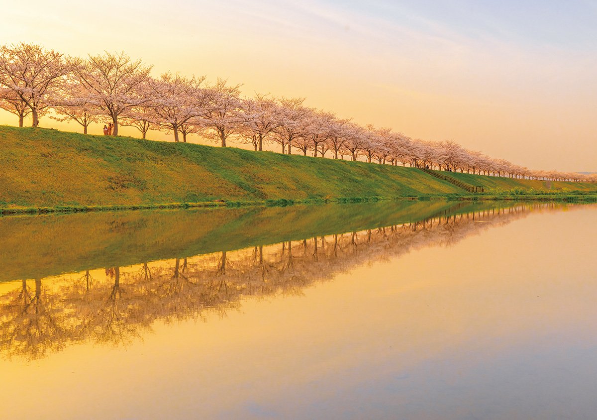🌸 오노 벚꽃길 (오노 사쿠라즈츠미 카이로) 이미지 4